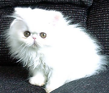 angelbaby13wksd.jpg (29026 bytes)