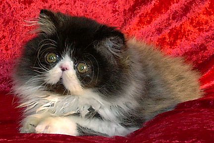 blackwhite12wks4.jpg (35721 bytes)