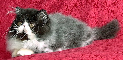 blackwhite15wks1f.jpg (37485 bytes)