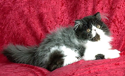 blackwhite15wks2.jpg (45496 bytes)