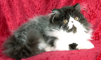 blackwhite15wks4.jpg (32897 bytes)