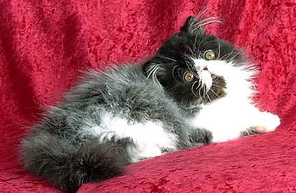 blackwhite15wks5.jpg (49745 bytes)