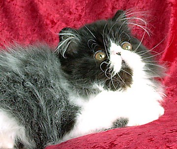 blackwhite15wks6.jpg (39831 bytes)