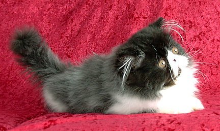 blackwhite15wks6a.jpg (39637 bytes)