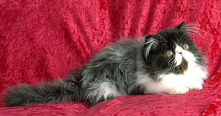 blackwhite15wks7.jpg (40844 bytes)