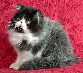 blackwhite15wks9d.jpg (28056 bytes)