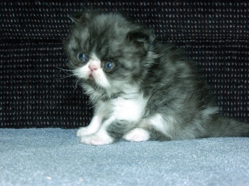 blackwhite4weeks9.jpg (77865 bytes)