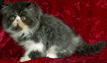 blackwhite9weeks1a.jpg (32670 bytes)
