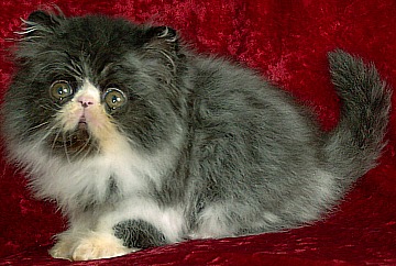 blackwhite9weeks1b.jpg (42068 bytes)