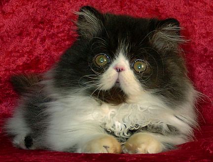 blackwhitemale12wks2.jpg (32776 bytes)