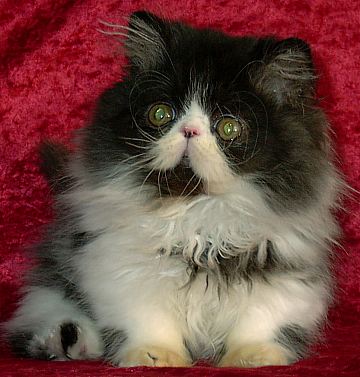 blackwhitemale12wks3.jpg (30704 bytes)