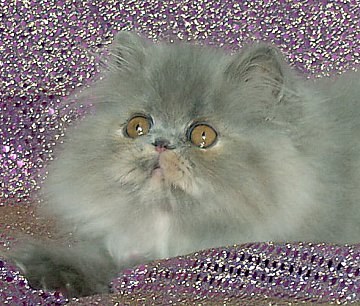 bluecream13wks0.jpg (44541 bytes)