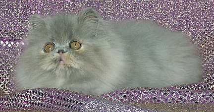 bluecream13wks1b.jpg (41787 bytes)