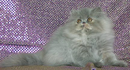 bluecream13wks3.jpg (45265 bytes)