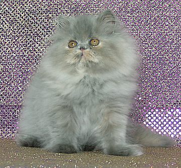 bluecream13wks5.jpg (50584 bytes)