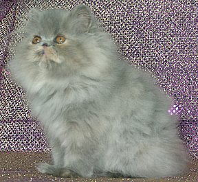 bluecream13wks8.jpg (31903 bytes)