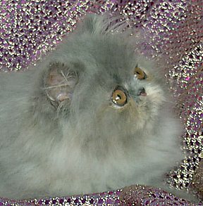 bluecream13wks8b.jpg (29410 bytes)