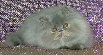 bluecream13wks9.jpg (32302 bytes)