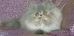 bluecream13wks9b.jpg (19396 bytes)