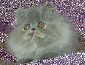 bluecream13wks9c.jpg (26064 bytes)