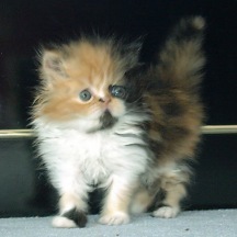 calico5weeks2.jpg (13893 bytes)