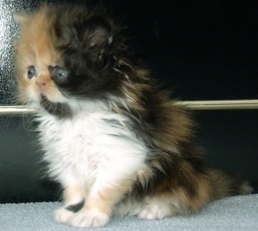calico5weeks6.jpg (22744 bytes)