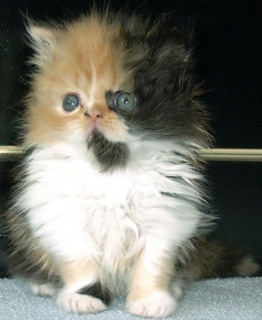 calico5weeks8.jpg (31887 bytes)