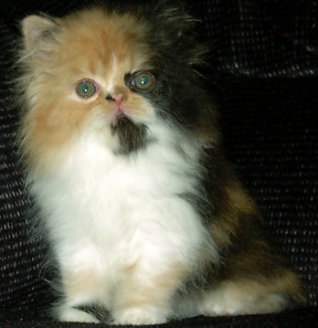 calico7weeks1.jpg (36294 bytes)