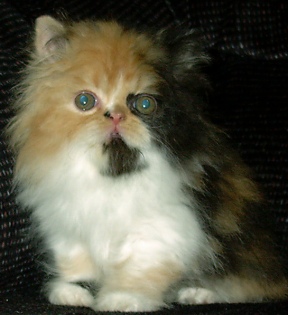calico7weeks2.jpg (37744 bytes)