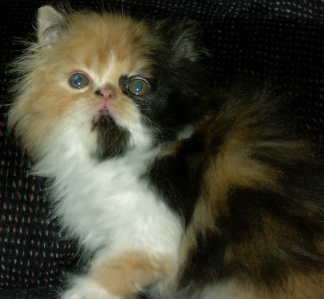 calico7weeks3.jpg (42337 bytes)