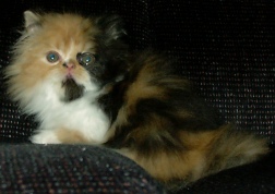 calico7weeks4.jpg (21292 bytes)