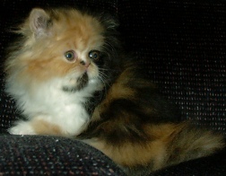 calico7weeks5.jpg (23877 bytes)