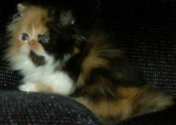 calico7weeks6.jpg (20749 bytes)