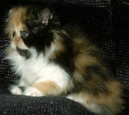 calico7weeks7.jpg (30401 bytes)
