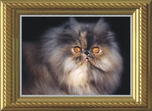 fluffygreatmainfr.jpg (39387 bytes)