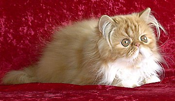 redgirl15wks1.jpg (24556 bytes)