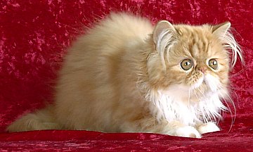 redgirl15wks2.jpg (24143 bytes)