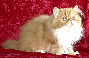 redgirl15wks3.jpg (19928 bytes)