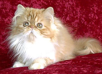 redgirl15wks3a.jpg (30236 bytes)