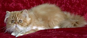 redgirl15wks6.jpg (12011 bytes)