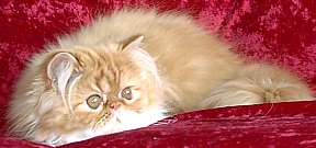 redgirl15wks7.jpg (14974 bytes)