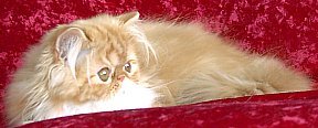 redgirl15wks7a.jpg (12847 bytes)