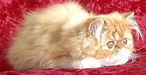 redgirl15wks8.jpg (17009 bytes)