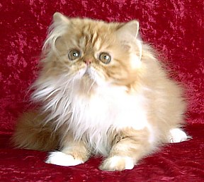 redgirl15wks8c.jpg (23675 bytes)