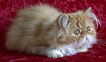 redgirl15wks9f.jpg (10032 bytes)