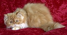 redgirl15wks9h.jpg (9804 bytes)