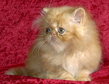 redpet9weeks0.jpg (27054 bytes)