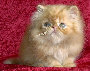 redpet9weeks1.jpg (28116 bytes)