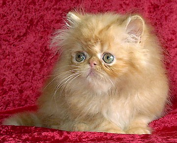 redpet9weeks1a.jpg (39429 bytes)