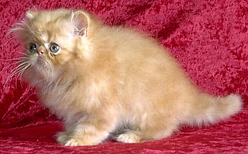 redpet9weeks2.jpg (22446 bytes)